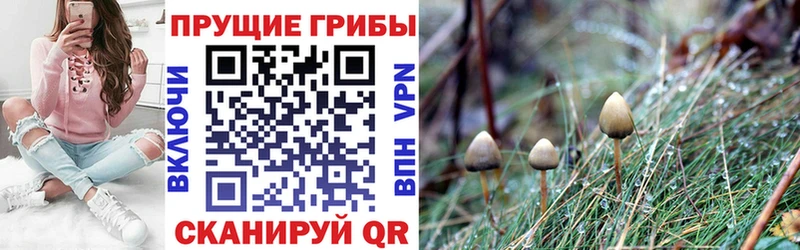 купить   Армянск  Псилоцибиновые грибы мицелий 